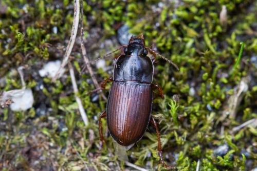 Réf. 353 738 : Harpalus servus